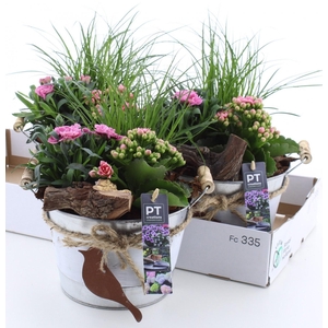 ARR TUINPLANTEN