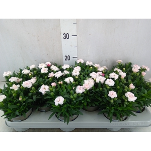 Dianthus   ...