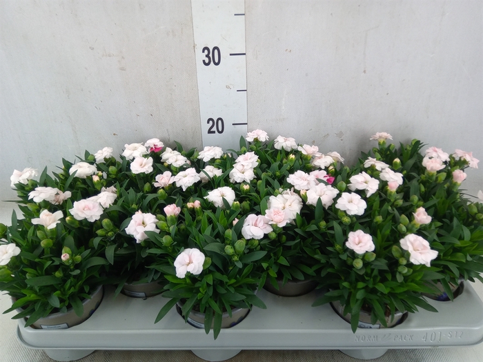<h4>Dianthus   ...</h4>