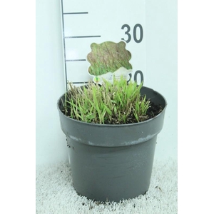 Panicum Virgatum Totem Pole Bloodbrothers