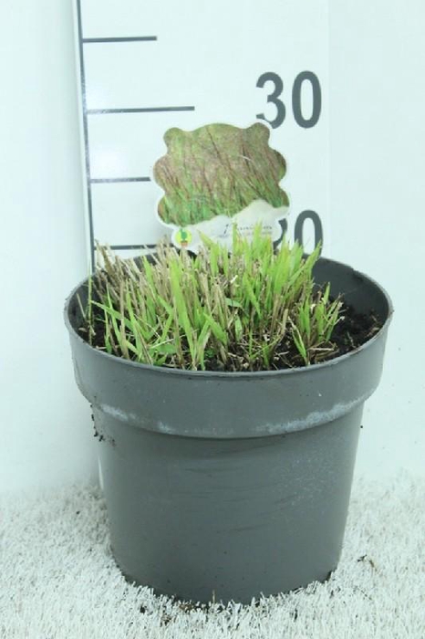 <h4>Panicum Virgatum Totem Pole Bloodbrothers</h4>