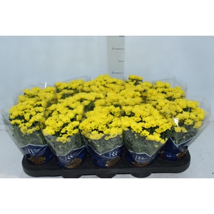CRISANTEMO MINI P11 AMARELO