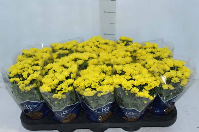CRISANTEMO MINI P11 AMARELO