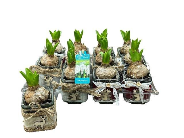 <h4>Arr Hyacinth</h4>