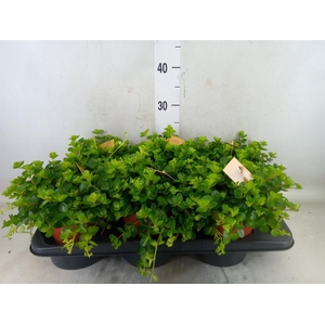 Peperomia rotundifolia