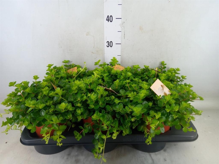 <h4>Peperomia rotundifolia</h4>