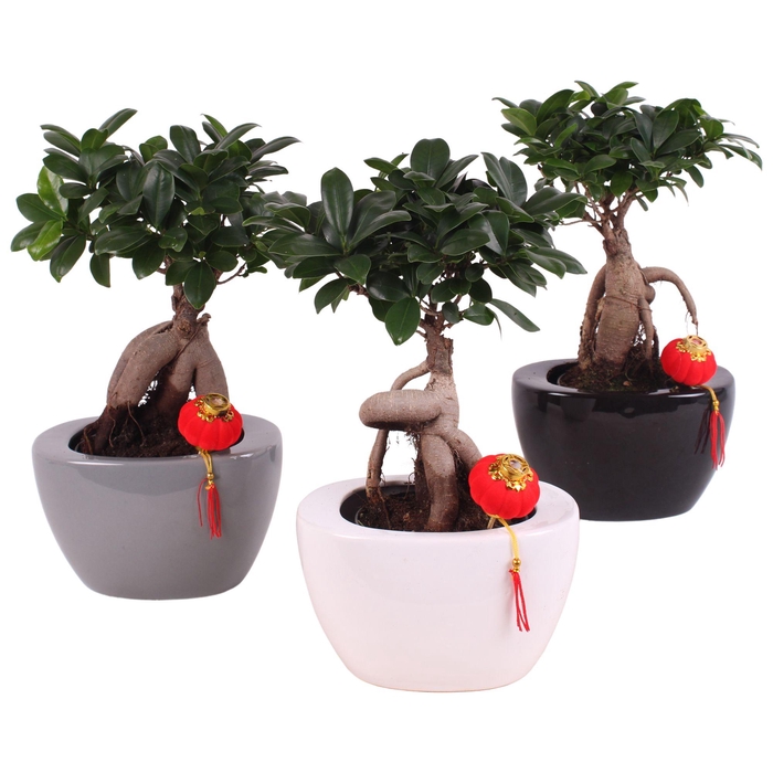 <h4>Ficus m. Ginseng pot Ø15cm in Folded pot colormix Ø22cm</h4>