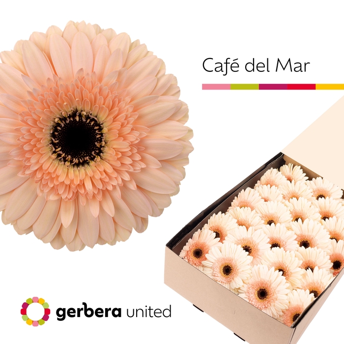 <h4>GE GR CAFE DEL MAR</h4>