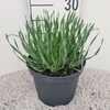 Allium senescens