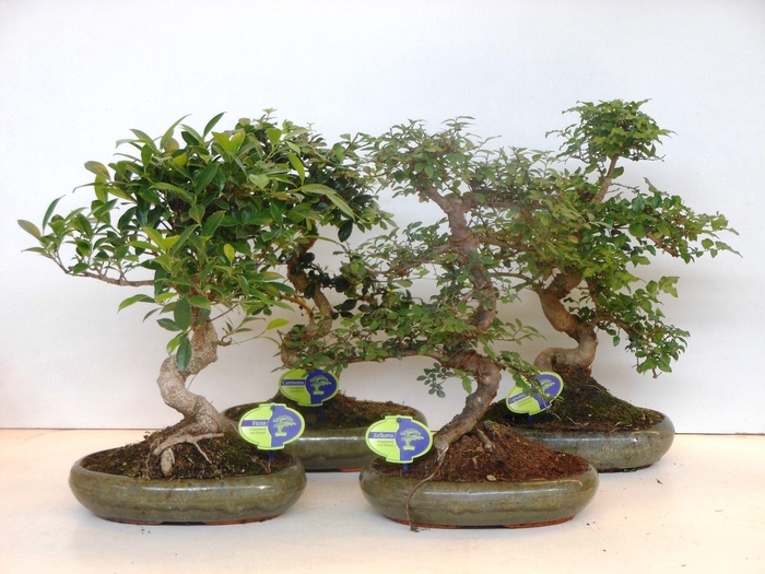 <h4>Bonsai mix, indoor, 29cm., shape, without drip tray</h4>