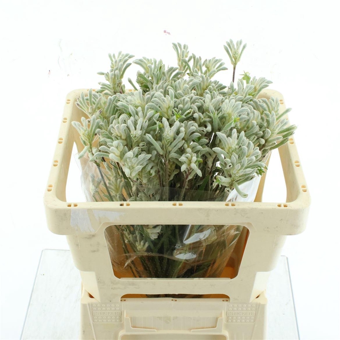 <h4>Anigoz Bush Diamond</h4>