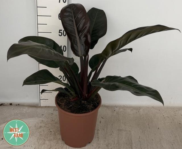 <h4>PHIL IMPERIAL RED</h4>