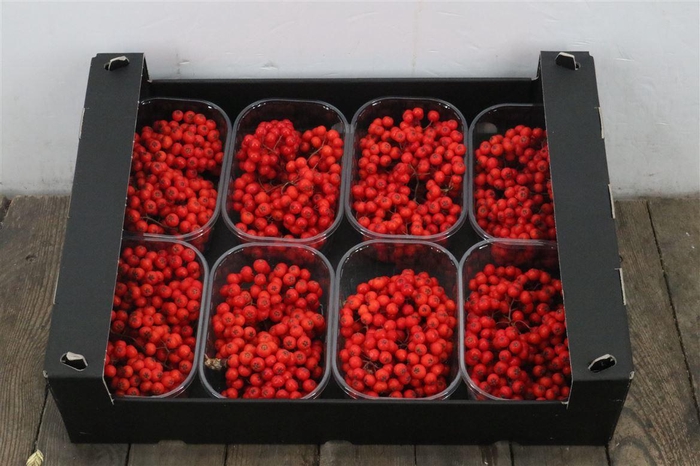 Sier Sorbusbes Red X8