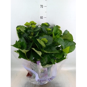 Hydrangea mac. 'Magical Amethyst'