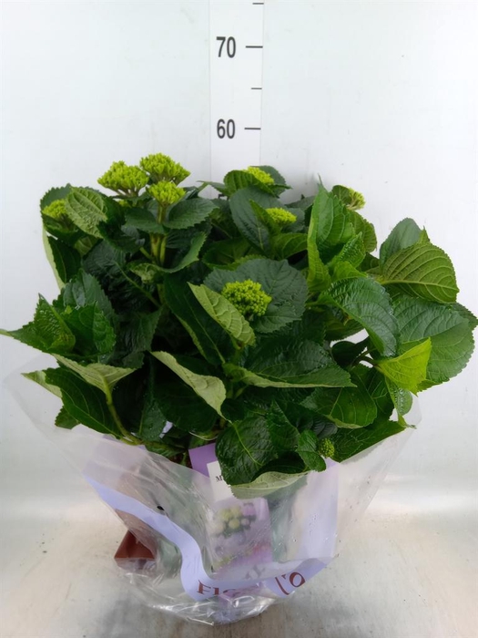 <h4>Hydrangea mac. 'Magical Amethyst'</h4>