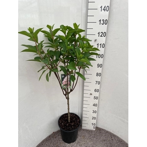 HYDR PANICULATA