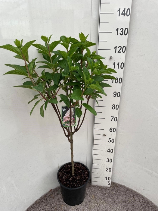 <h4>HYDR PANICULATA</h4>