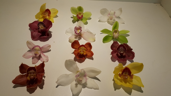 Cymbidium 12/15 Mix Bl pst