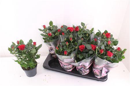 <h4>Ro Patiohit Red</h4>