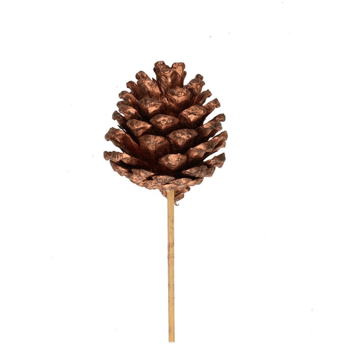 <h4>50cm Dennenappel 6cm</h4>