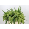Setaria Italica Volle Melk