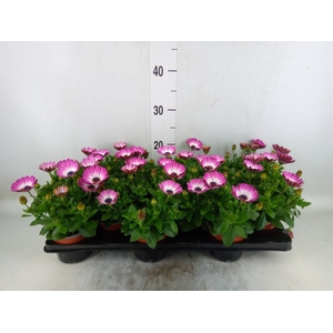 Osteospermum  'Sunny Atilla'