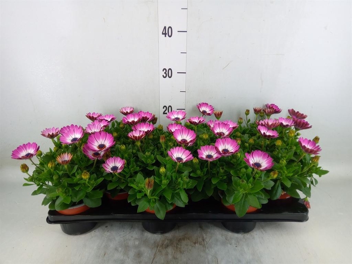 <h4>Osteospermum 'Sunny Atilla'</h4>