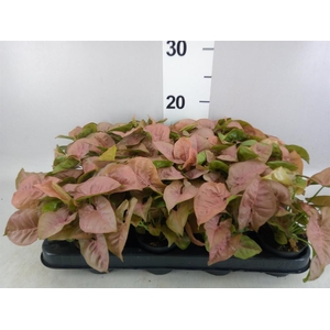 Syngonium  'Red Heart'