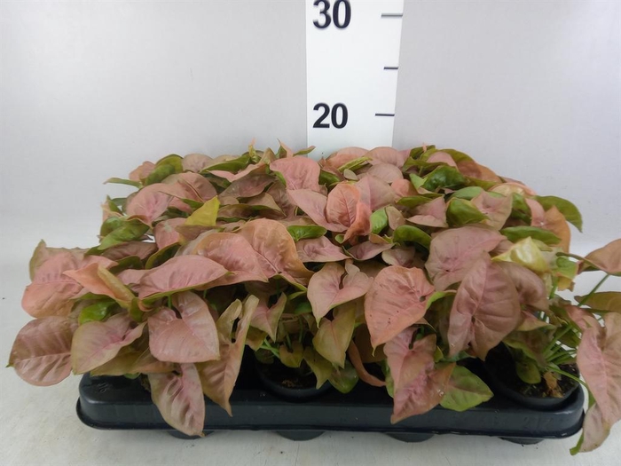 <h4>Syngonium  'Red Heart'</h4>