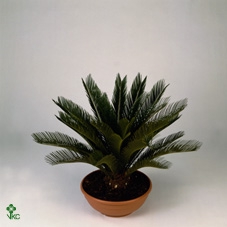 Cycas Revoluta (Cites) 15Ø 60cm 10v