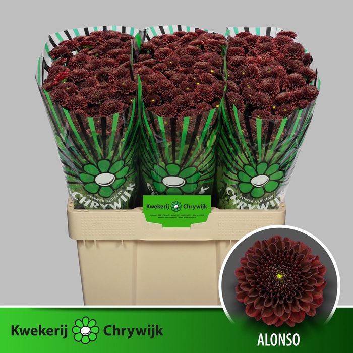 <h4>CHR S ALONSO</h4>