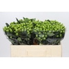 Hypericum Lucky Romance