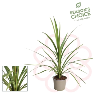 Cordyline 'Peko' 65 -75 cm
