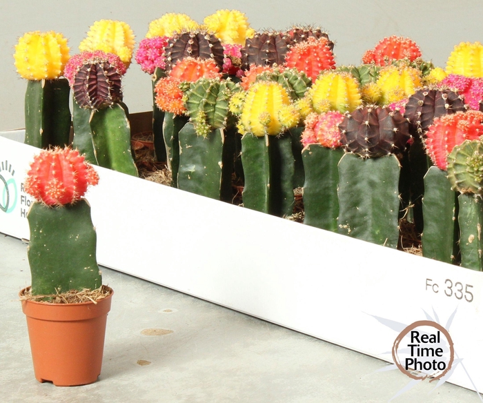 <h4>GYMNO JAPAN GEM</h4>