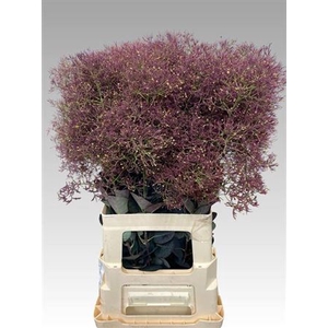 Cotinus C Mag Red Torch