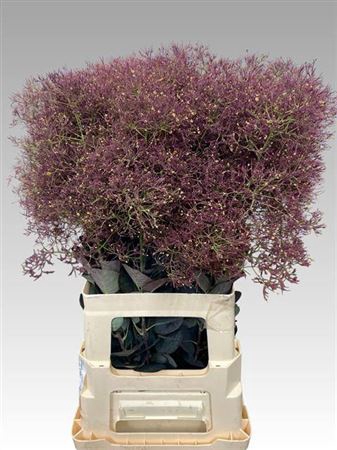 <h4>Cotinus C Mag Red Torch</h4>