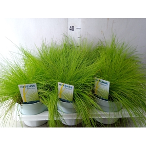 Deschampsia flexuosa 'Amilime'