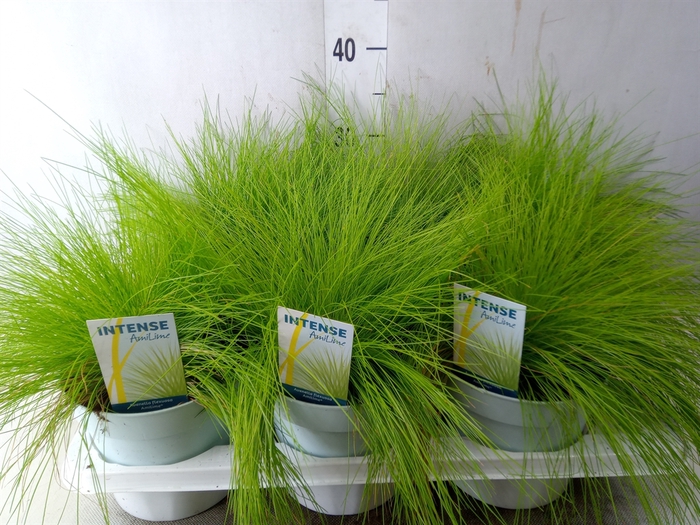 <h4>Deschampsia flexuosa 'Amilime'</h4>