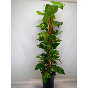 Epipremnum pinn.   ...moss stick