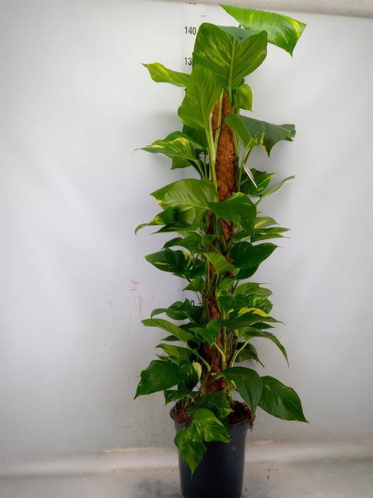 <h4>Epipremnum pinn.   ...moss stick</h4>