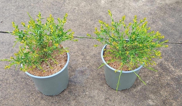 Genista lydia