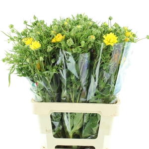 Ran Nat Moderna Proxima