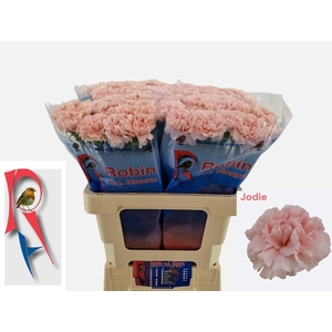 Dianthus st Jodie