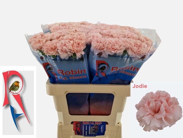 <h4>Dianthus st Jodie</h4>
