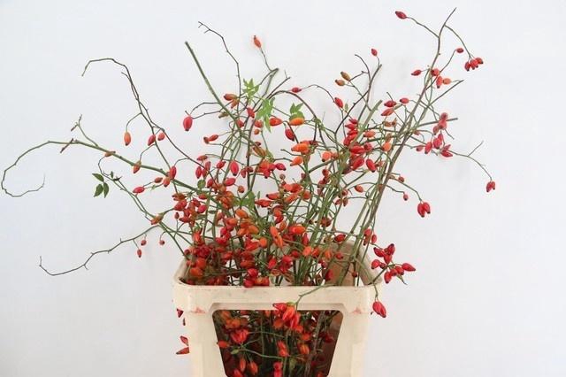 <h4>ROSA ZAFFIRO</h4>