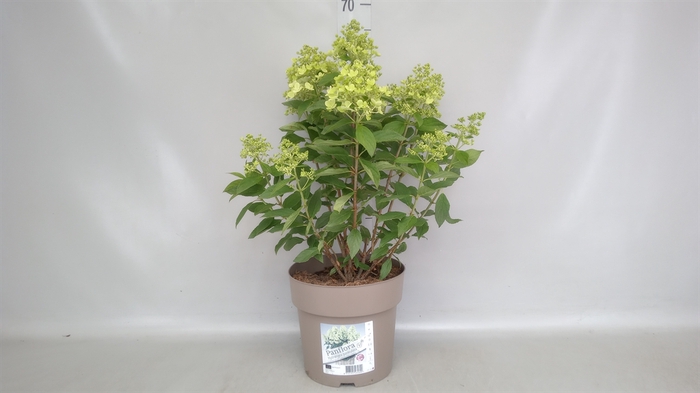 Hydrangea pan. 'Panflora'