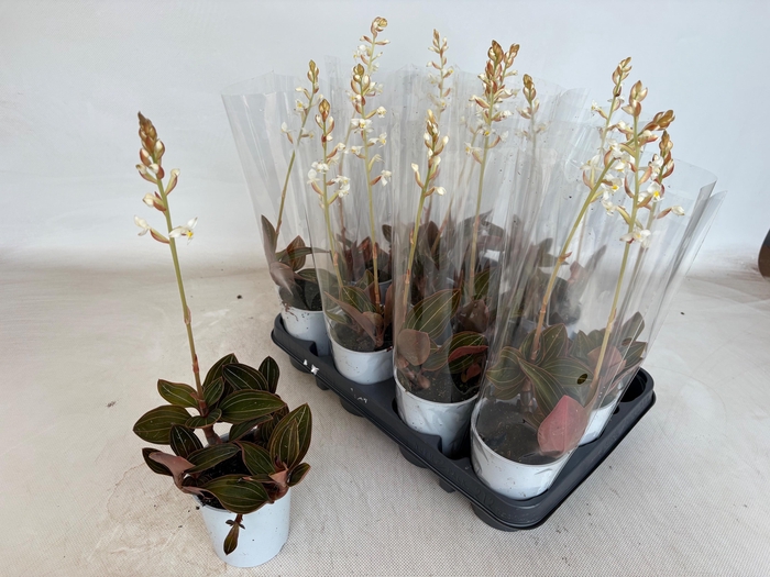 <h4>LUD DISCOLOR</h4>