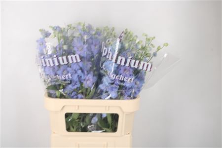<h4>Delph El Dewi Noa Pale Blue</h4>