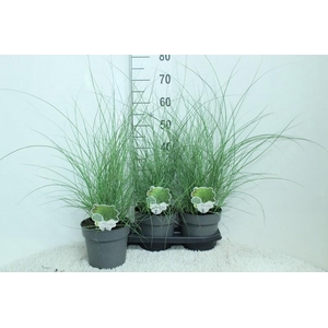 Miscanthus sinensis Gracillimus
