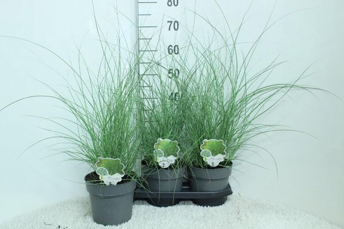 <h4>Miscanthus sinensis Gracillimus</h4>